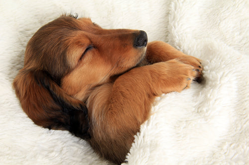 sleeping puppy