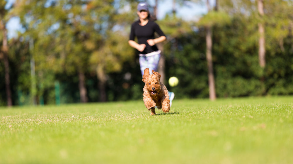 Keep Your Joints Jubilant with These 9 Picnic Activities