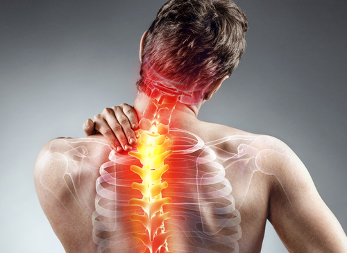 The Anatomy of Your Neck